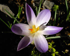 Crocus tommasinianus 'Lilac Beauty'